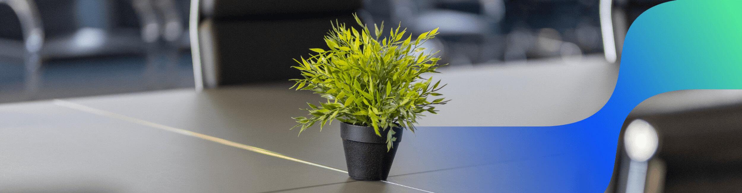 plant in a meeting room