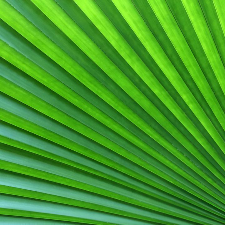 πράσινα φύλλα φυτού