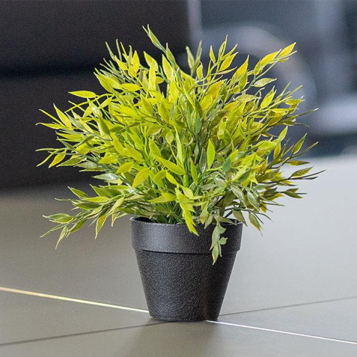 plant on a table